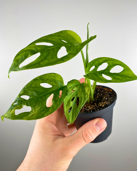 Enchufe Múltiple Plano  - EasyLink™